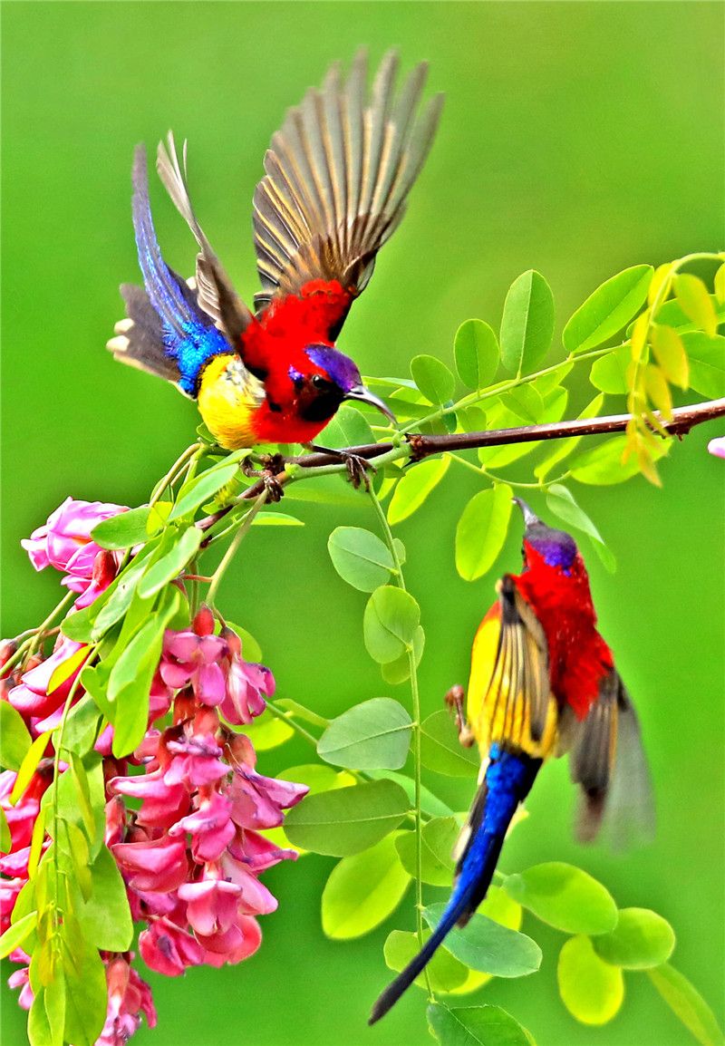 金沙遗址太阳鸟图片,叉尾太阳鸟图片大全