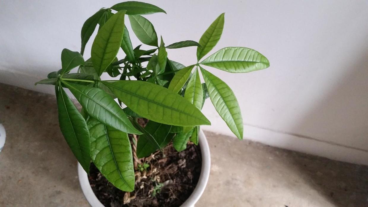 不会养文竹掌握4个方法枝叶翠绿,不会养栀子花教你6个方法