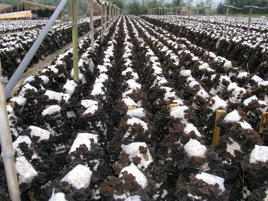 家乡特色美食分享,我家乡的特色是什么