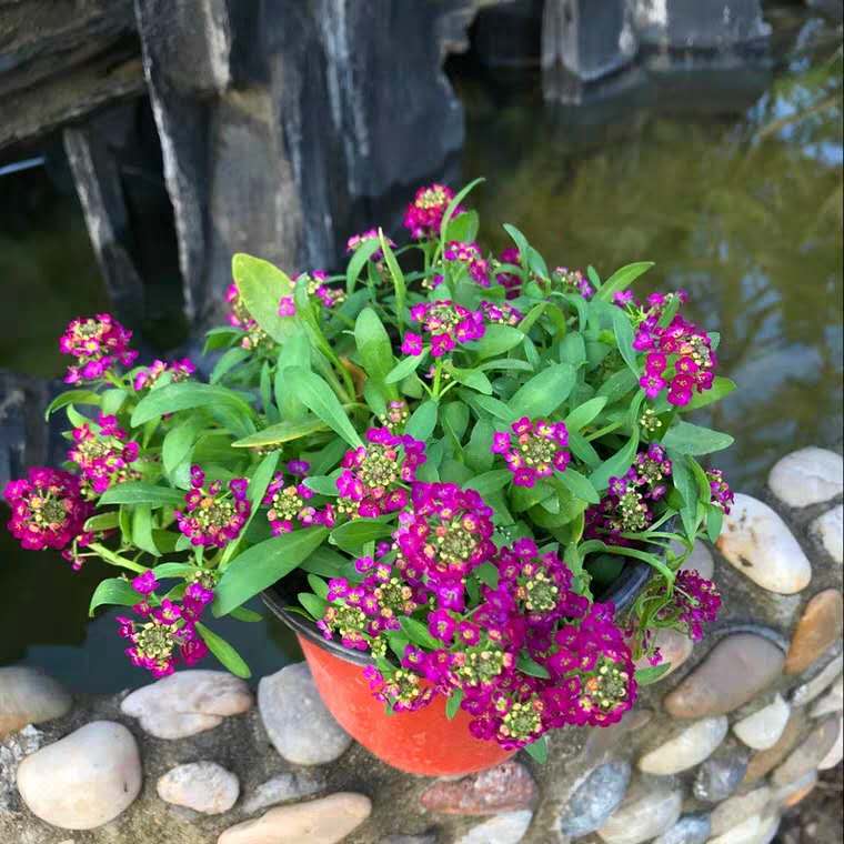 家里花卉小虫子怎么治,家里花草生虫怎么办