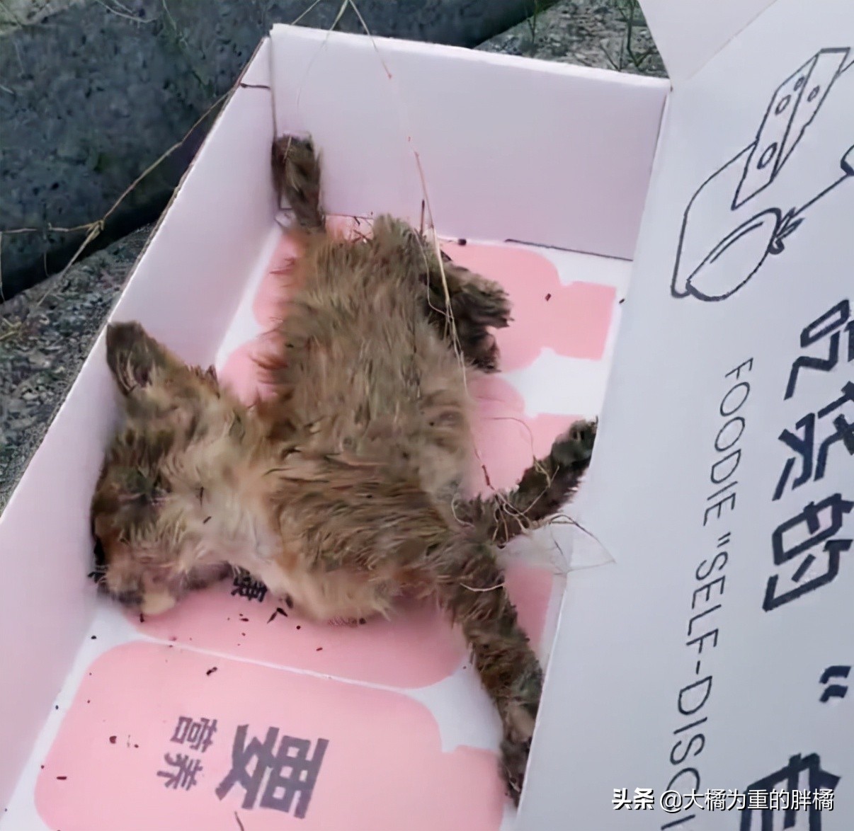 流浪小猫被丢弃遇见好心人被收养,流浪小猫蜷缩在马路小伙暖心救助