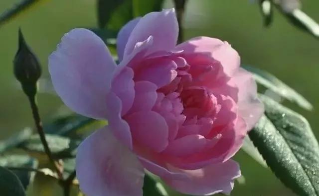 100种玫瑰花品种大全,玫瑰花有哪些品种大全