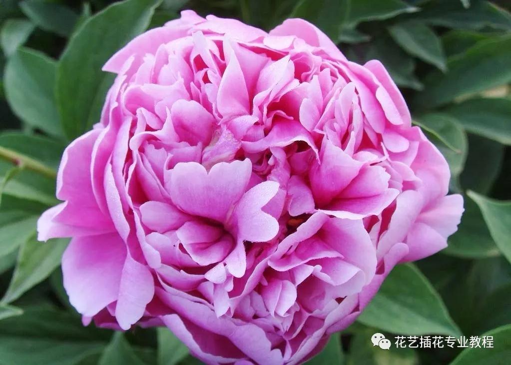 学花艺必备的花语,花艺师要知道的花与花语