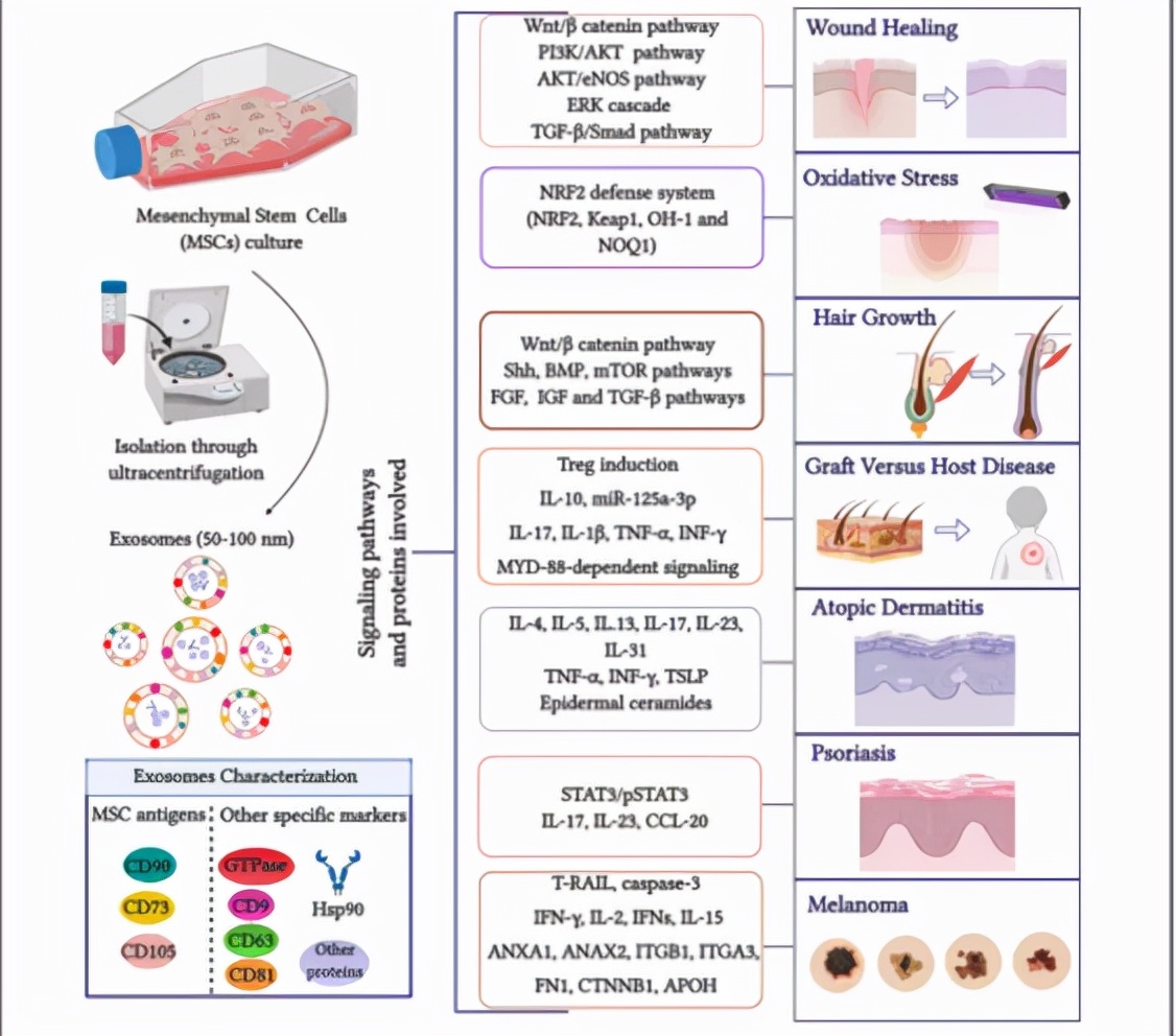 干细胞外泌体在皮肤病领域的应用：伤口愈合、抗衰、毛发再生……