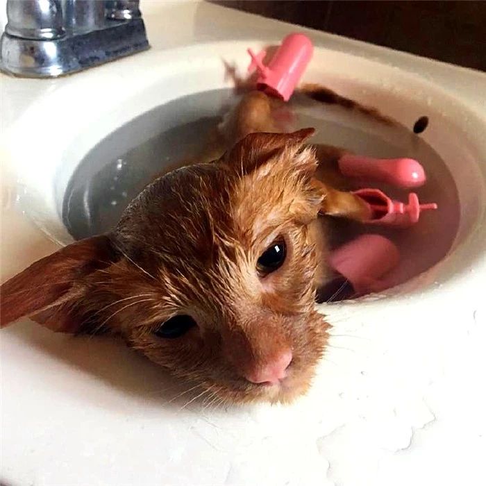 如何判断猫咪是否需要洗澡,猫咪不能洗澡但是身上有味怎么办