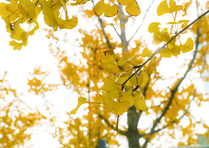 成都的银杏几月份最佳观赏期,成都银杏观赏指南