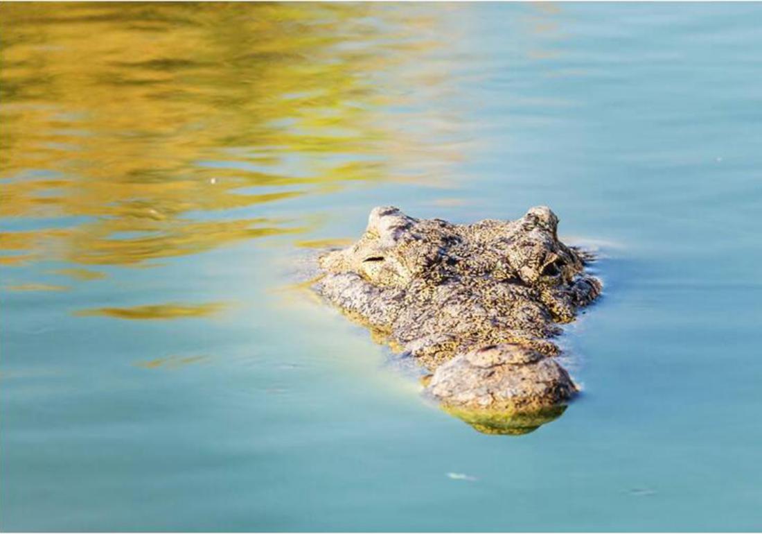 鳄鱼要怎么养殖才不犯法,鳄鱼养殖要怎么防护自身安全
