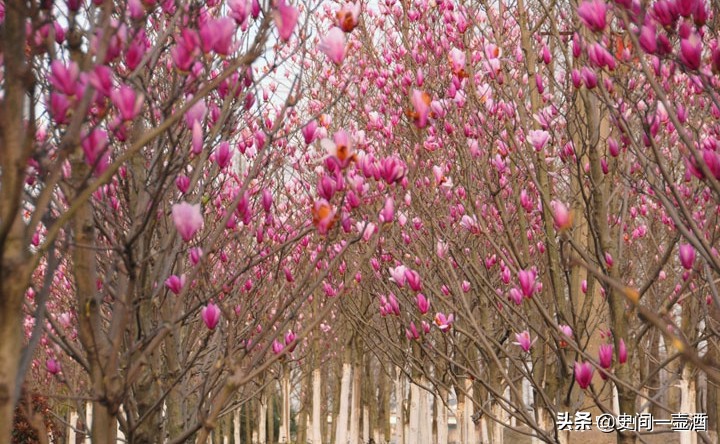 河南一县，古称涅阳，菩提寺是中原名寺，玉雕地毯金鱼玉兰花有名