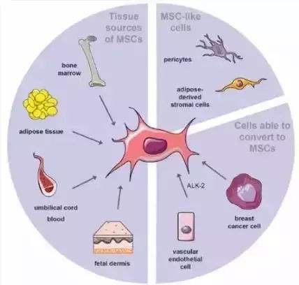 胰岛素干细胞移植能治疗糖尿病吗,二型糖尿病干细胞治疗