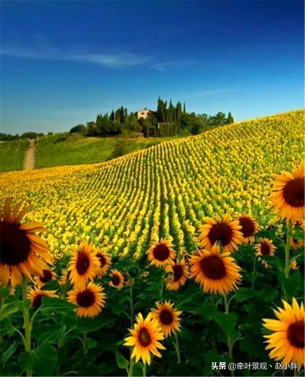 踏春寻美景,踏春赏花梯田漫步