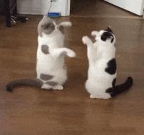 如何改掉猫咪乱挠乱咬的毛病,猫咪为什么会挠猫粮