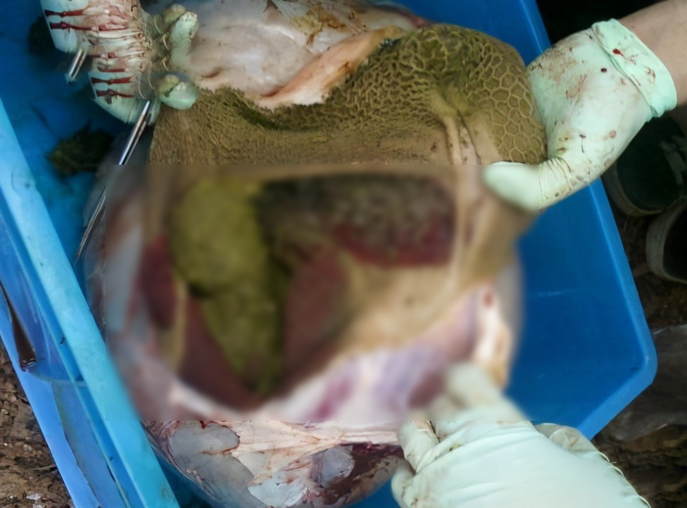 水蛭吃进肚子里能活吗,水蛭在牛肚子里能存活吗