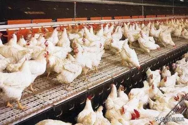 养鸡细菌病怎么防治,小麦细菌性条斑病防治方法