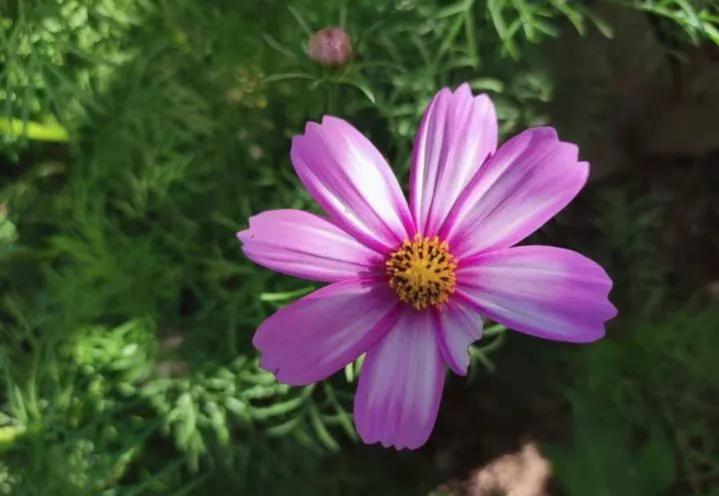 现在小米的质量,小米手机现在质量怎样