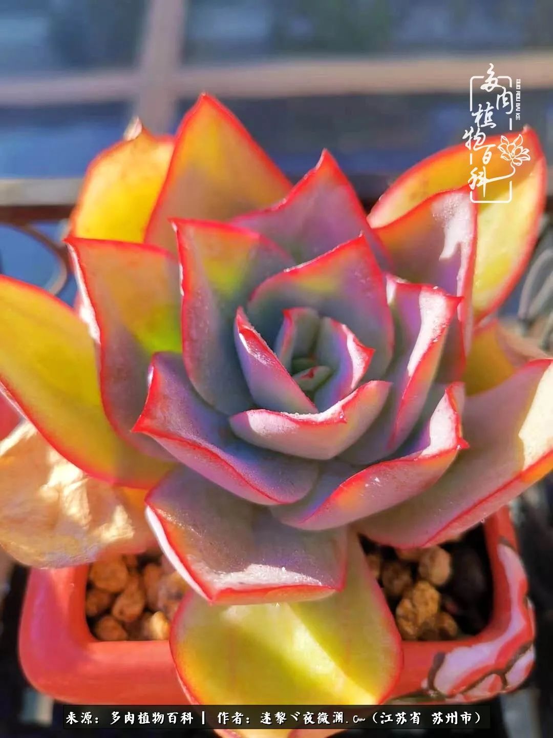 围观多肉版武林大会，一起穿越吧,下