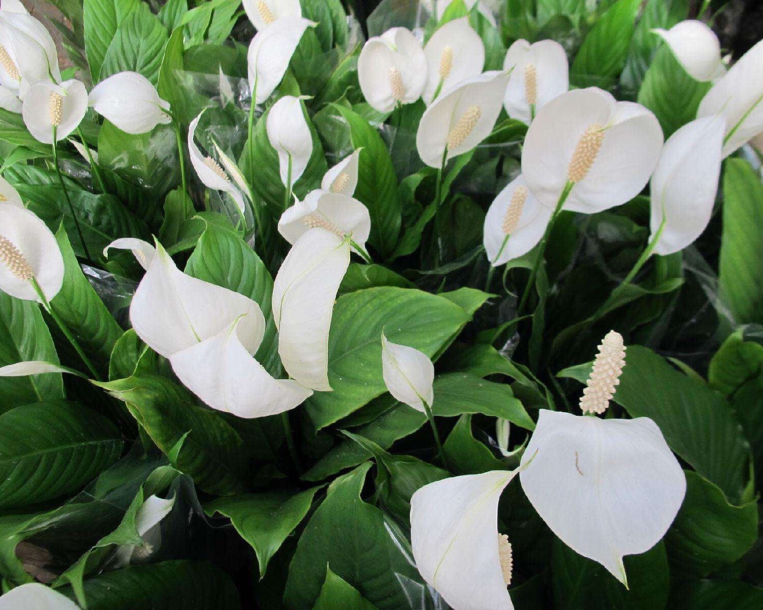 冬季白掌怎么养才能更旺盛,养好白掌有4个小技巧