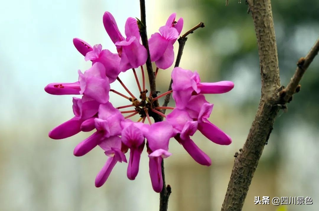 这才是旅游值得去的地方,这才是旅游城市该有的样子