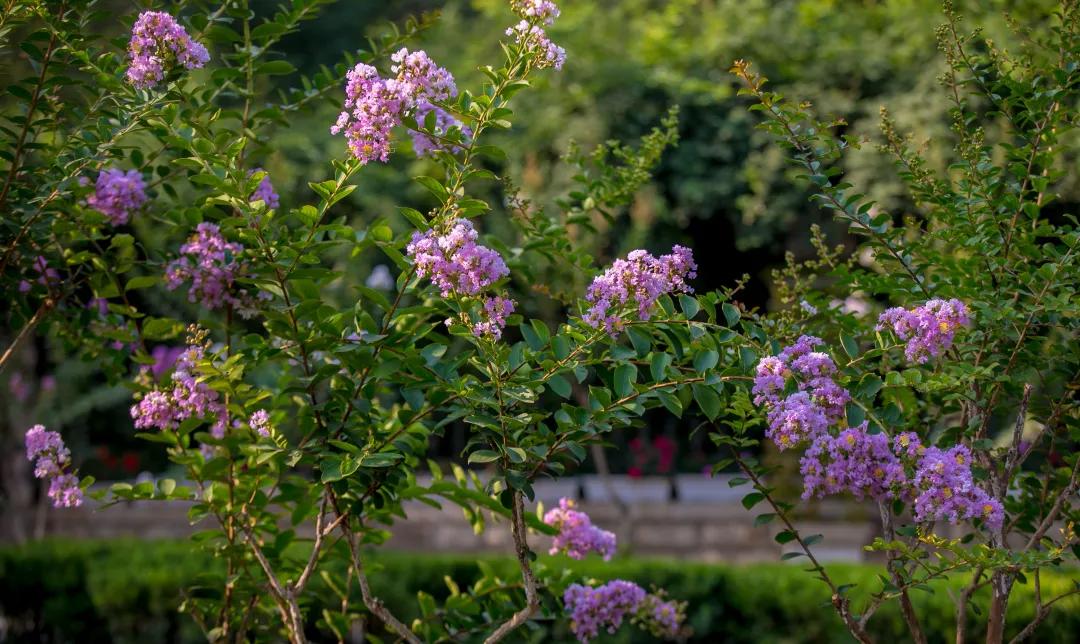 在济南花式避暑,一见“清”心!只需一瞥,便足以把酷夏原谅…