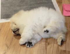 谁也拒绝不了的撒娇,谁也拒绝不了一只卖萌的小狗