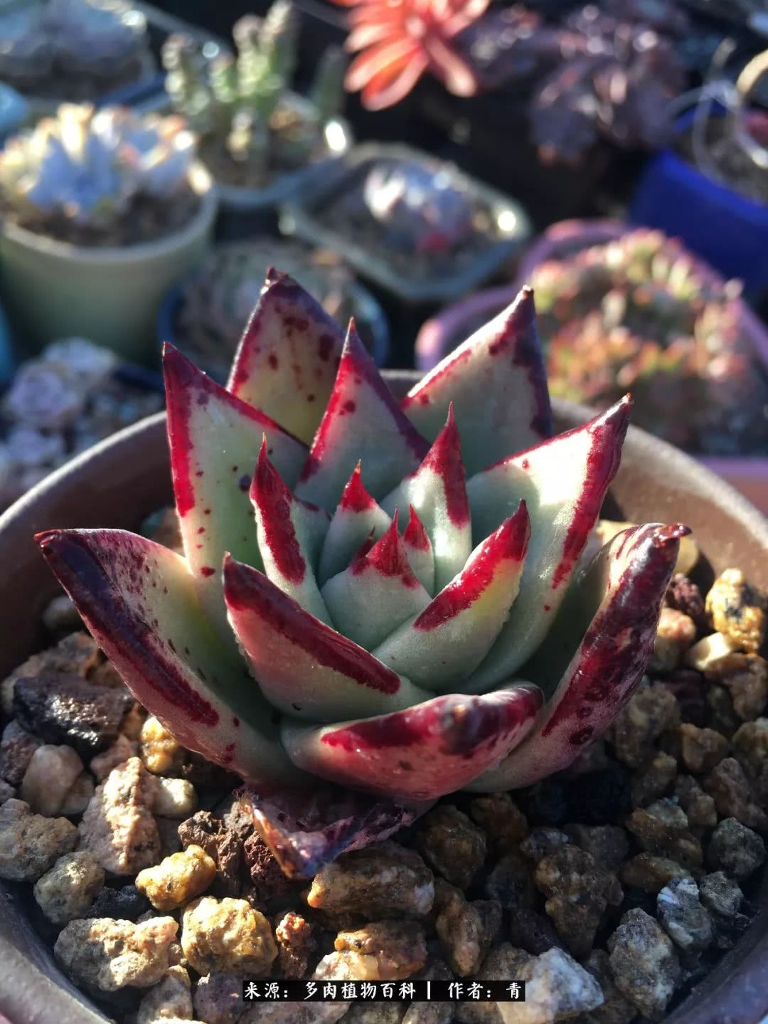 入坑多肉无法自拔,沉迷多肉无法自拔