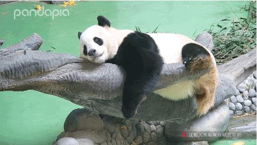 不能出去玩怎么办?滚滚表示在家也可以很快乐