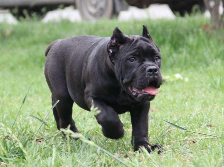 卡斯罗护卫犬有什么用,卡斯罗是三大护卫犬吗