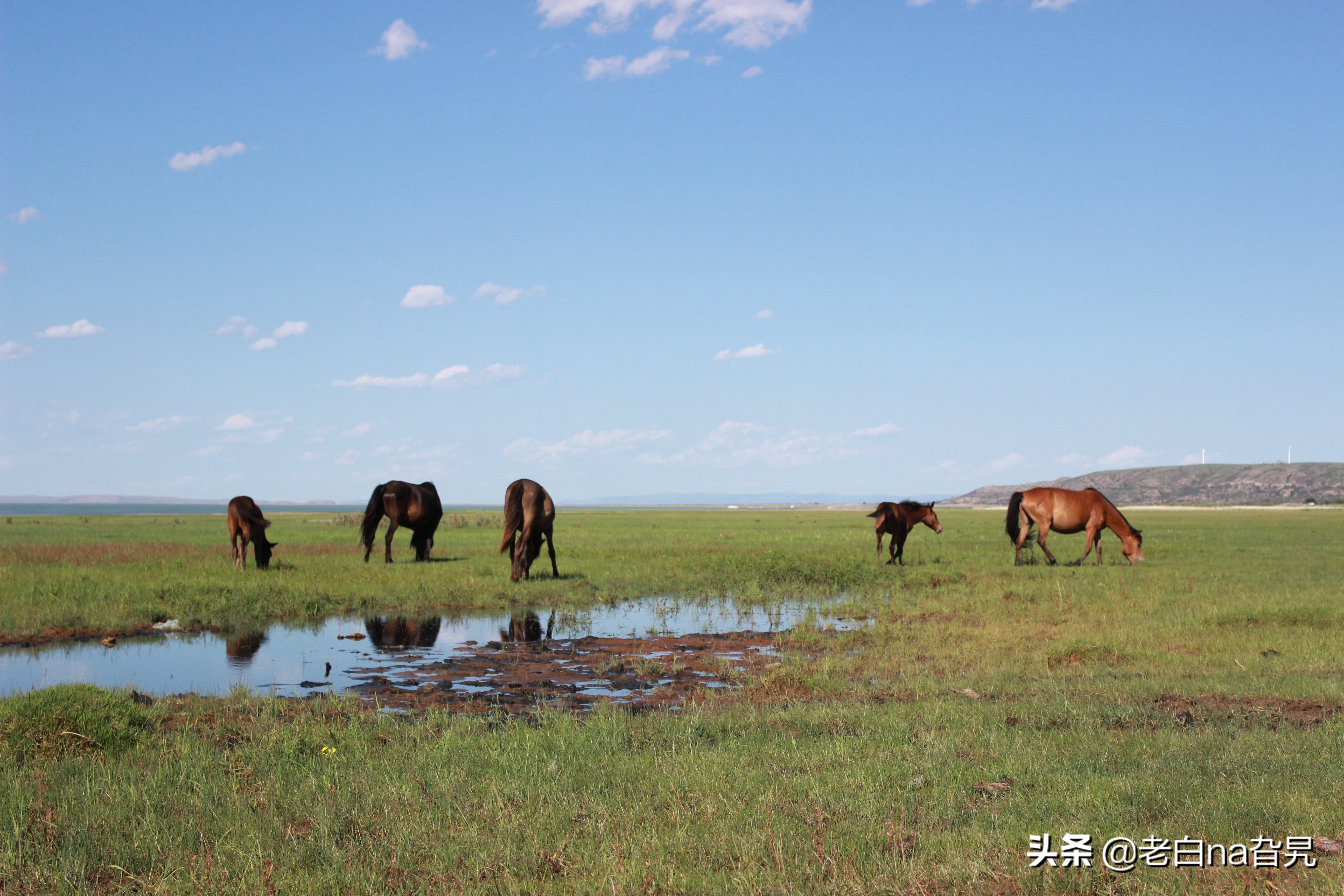 达里诺尔湖早上的风景,达里诺尔湖四大名湖