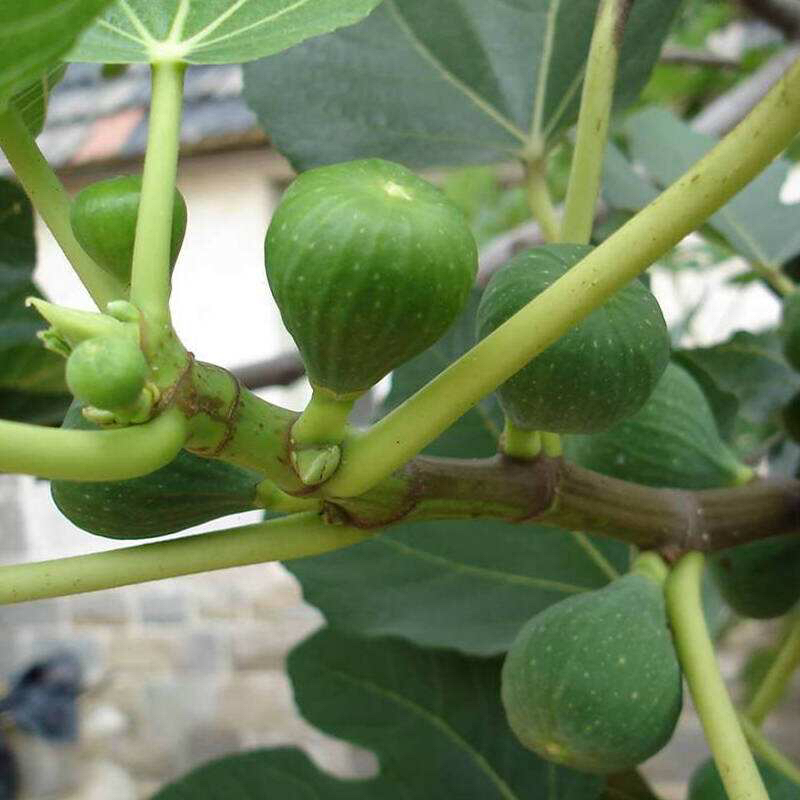 刚挂果的盆栽无花果怎样养护,无花果结果后怎么养护