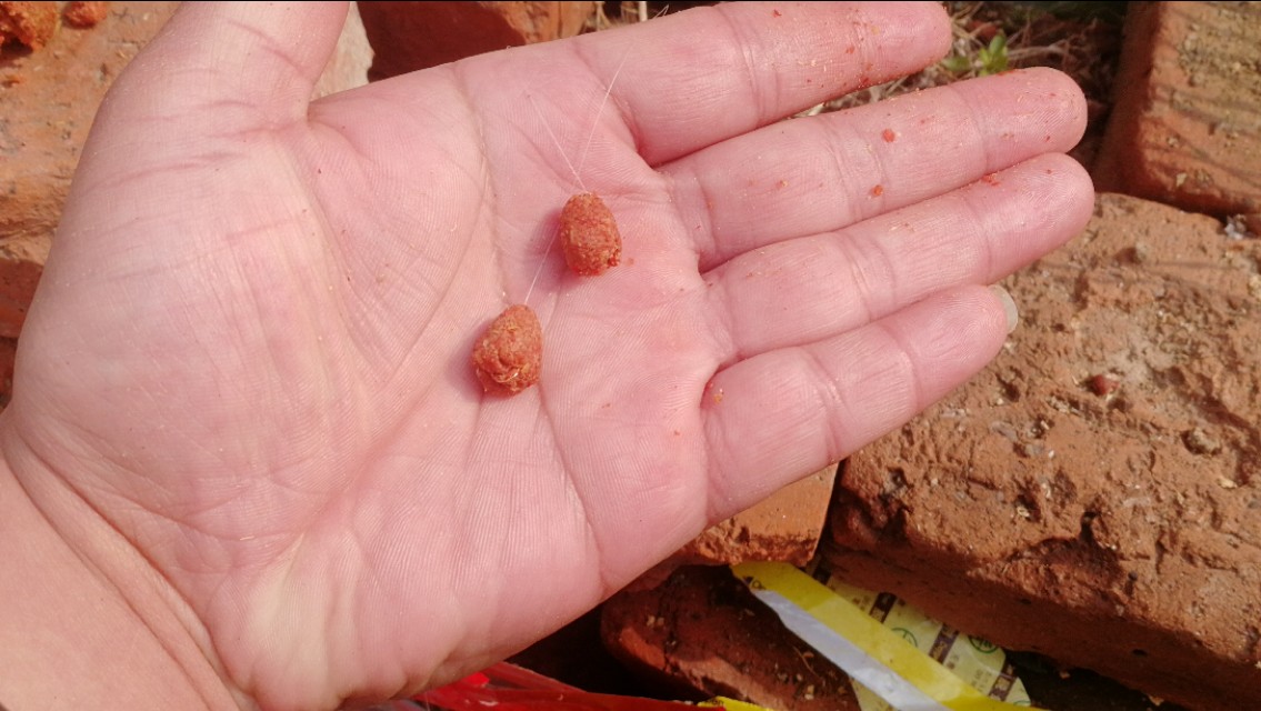 掌握钓鱼的技巧,掌握这几个野钓小技巧