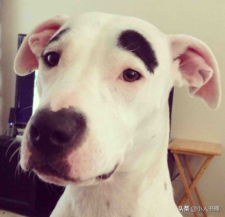 17张能让你发笑的动物照片,拒绝摆拍2019年最搞笑的动物照片