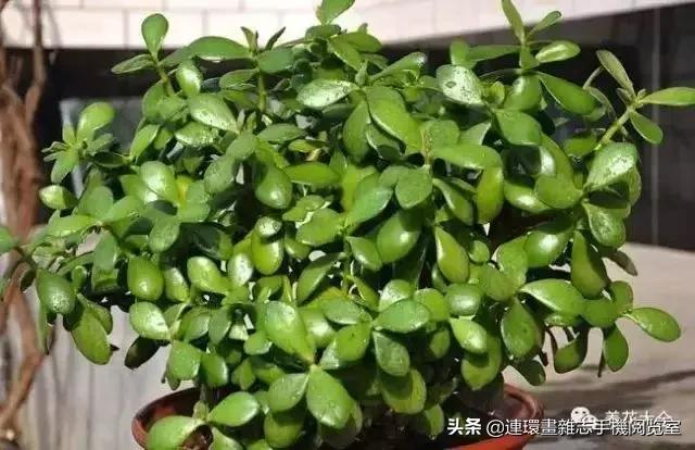 100种常见花卉植物图谱,100种花卉素描图谱