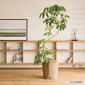 每日一花植物图片,每日一花楝花