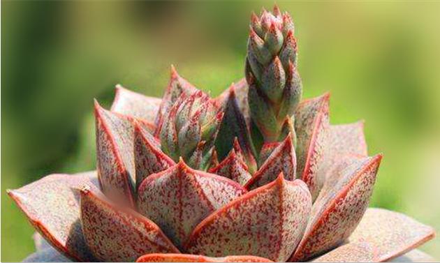 大和锦多肉耐冻吗,大和锦多肉好不好养