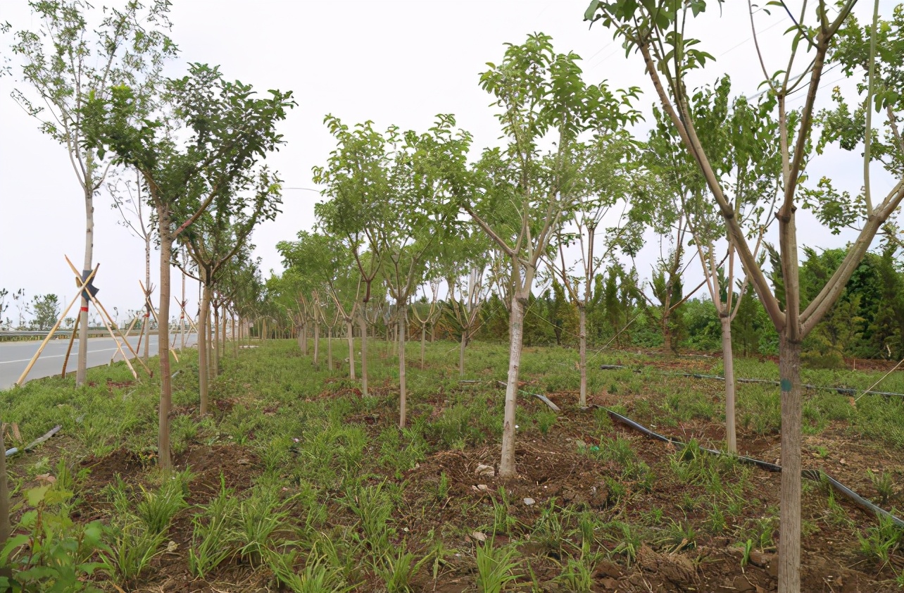 大叶桉树功效与作用,丛生大叶丝棉木