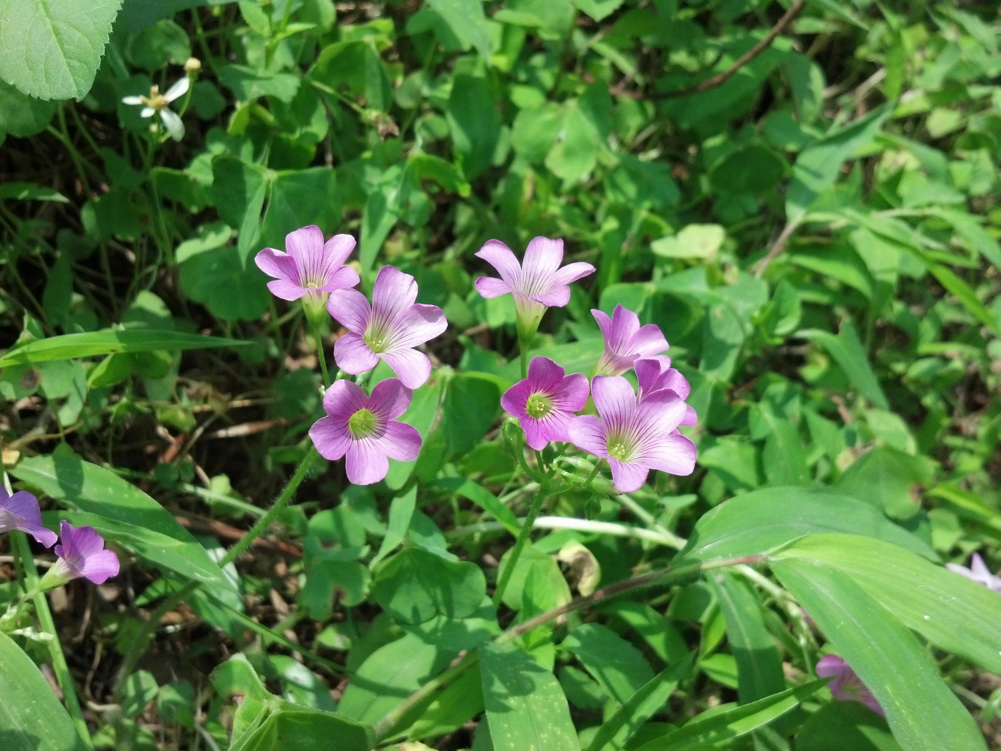 曾经特别火的拍照手机,那些年的拍照手机