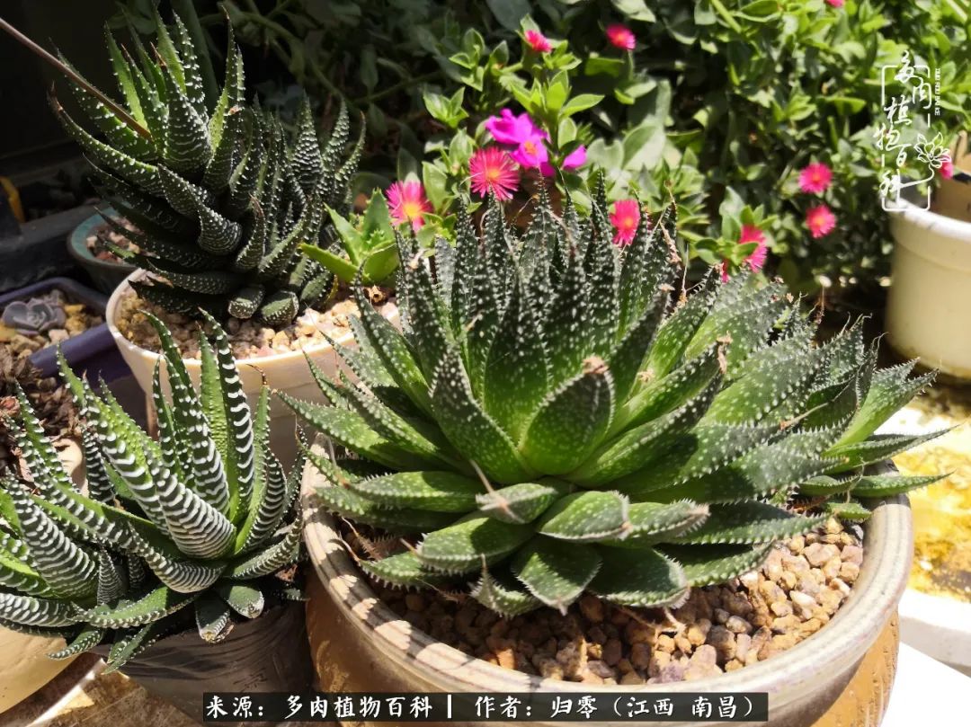 人生转个弯，在小院遇见落入凡间的多肉小精灵