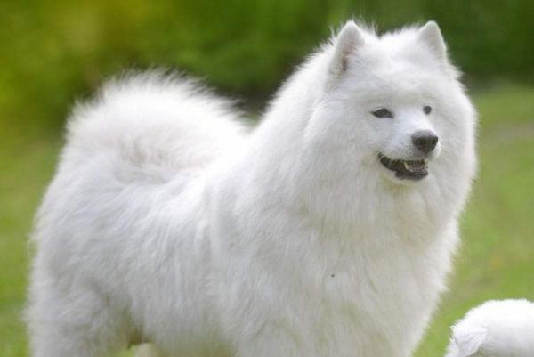 盘点各种狗狗冬天怕冷,哪些狗狗冬天要保暖