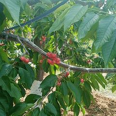 顺义大芦苇荡樱桃采摘园,顺义五大樱桃园