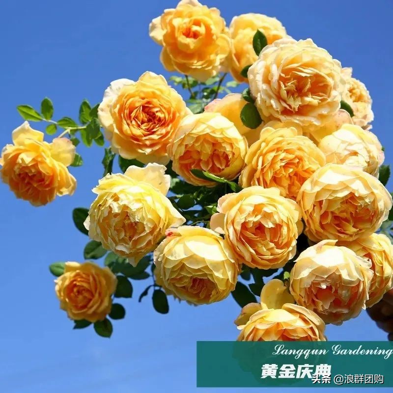 月季哪些品种大花又香,月季哪些品种花期长耐阴耐寒耐旱