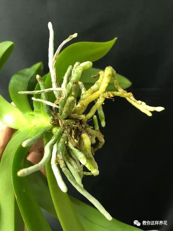 养蝴蝶兰花用营养土可以吗,养蝴蝶兰用苔藓还需要土吗