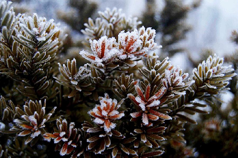 15斤甘蔗熬制红糖,20斤甘蔗古法红糖制作