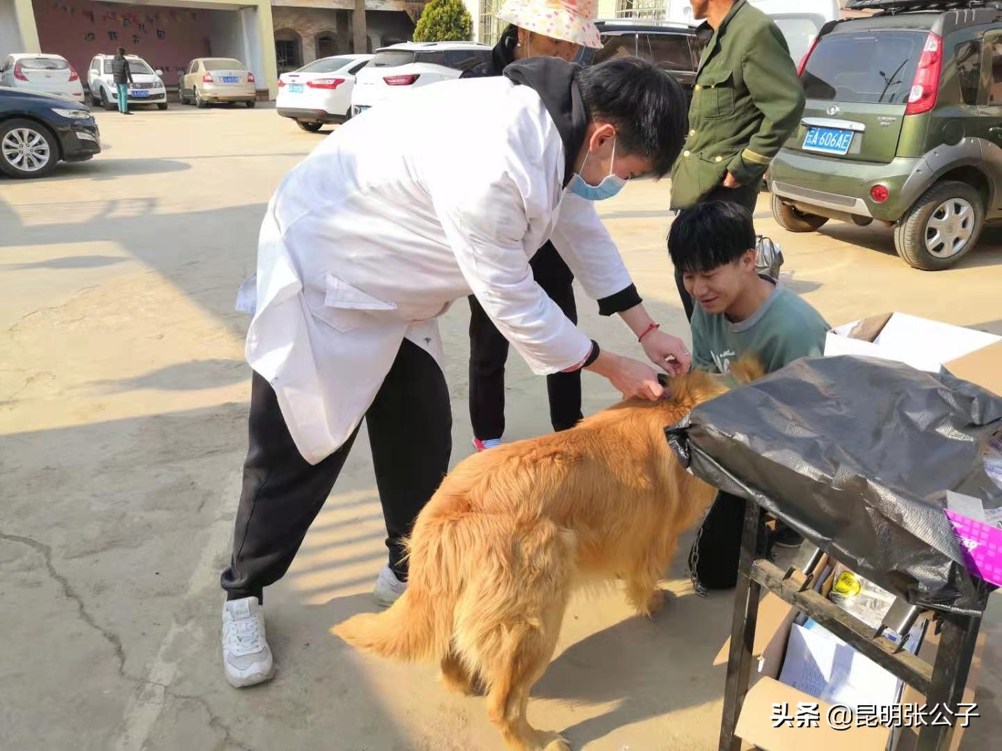 马金疫苗,开展犬只疫苗接种