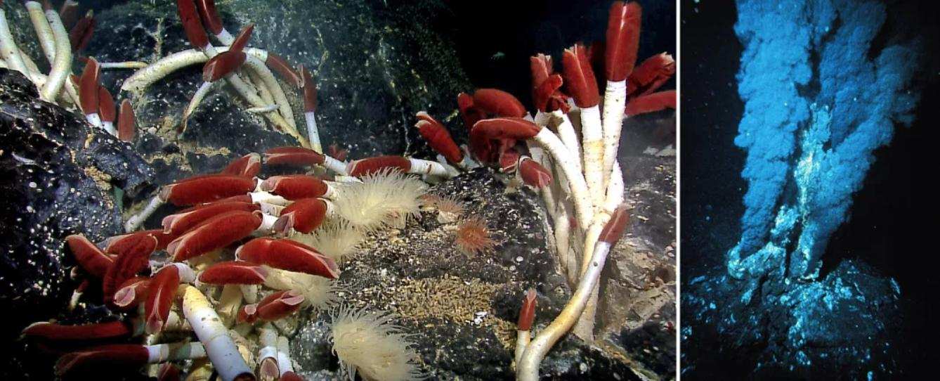 生活在450℃海底热泉旁的虾，用火锅能煮熟它吗？