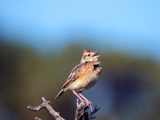 鸟类会传染疾病吗,鸟类会有传染病