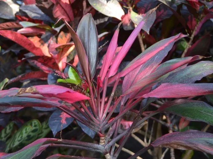 100种常见观叶植物图鉴史上最全,农村常见的100种植物