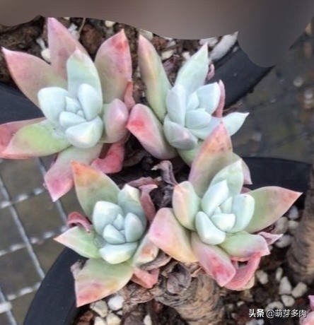 白菊仙女杯多肉植物,多肉仙女杯为什么越养越细