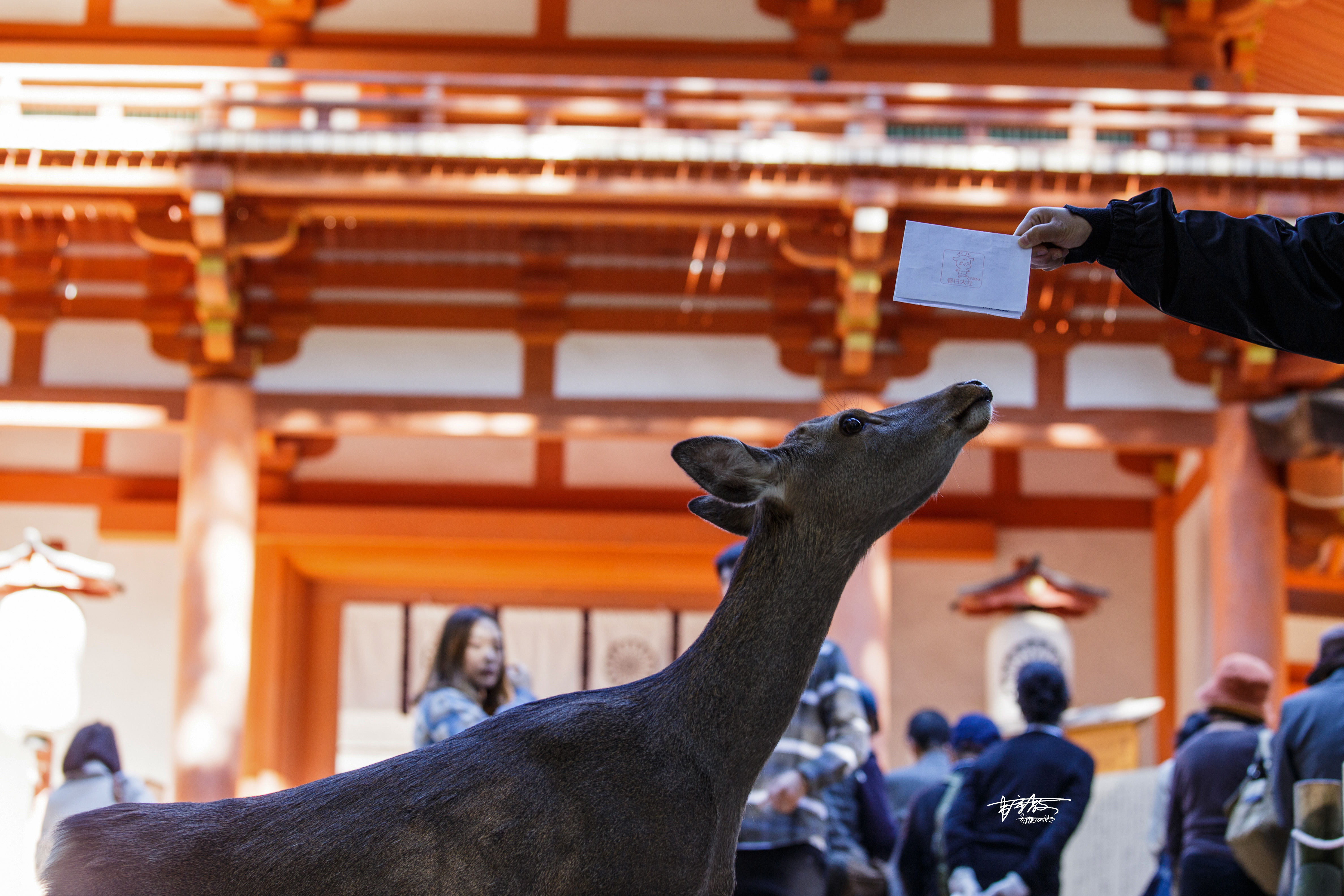 网红打卡景点奈良,日本奈良10大网红打卡景点