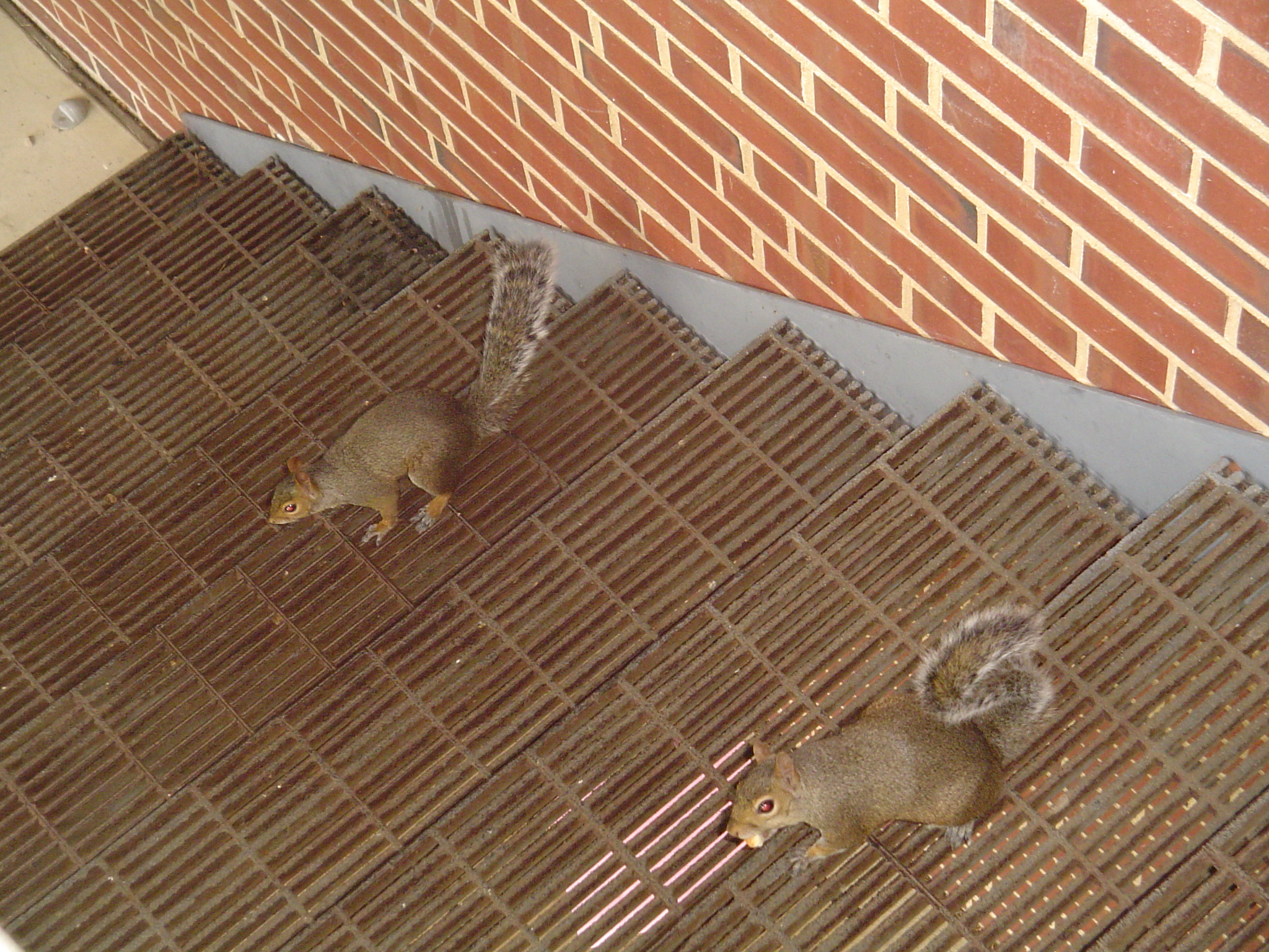 我的“大尾巴”，你在异国他乡还好吗？