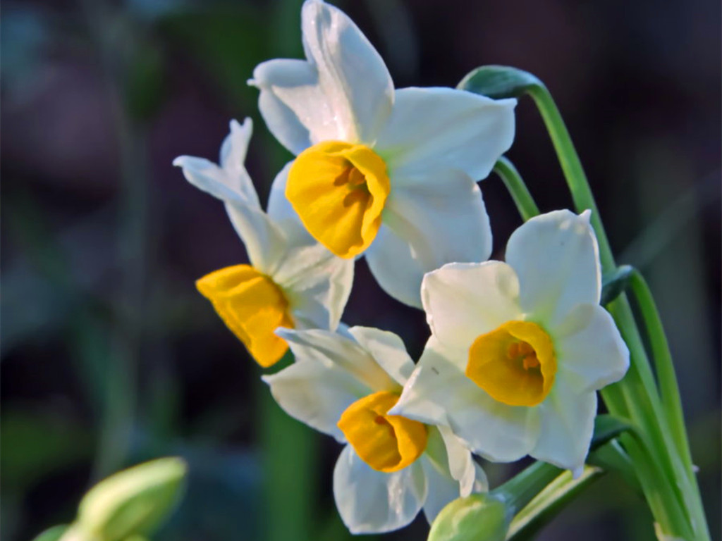 冬天买的带花苞的栀子花怎么养,冬天杜鹃花的花苞蔫了怎么补救