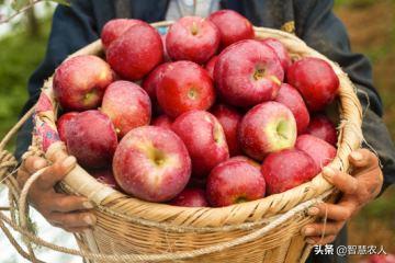 哪个地方的苹果最好吃,陕西省苹果哪里最好吃